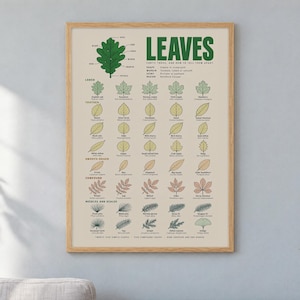 May include: A framed educational poster titled LEAVES, featuring a beige background with green, yellow, and brown illustrations of various tree leaves categorized by shape, margin, veins, and region, with descriptive text labels for each leaf type.