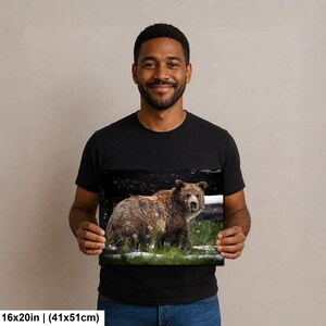 May include: A rectangular wall art print measuring 41 by 51 cm, featuring a high-resolution photograph of a brown grizzly bear standing in a grassy field with patches of snow. The bear is captured in profile, looking toward the viewer.