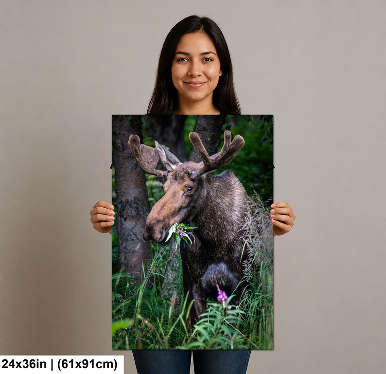 May include: A rectangular wall art print measuring 24 by 36 inches, featuring a high-resolution photograph of a brown moose with large antlers standing in a lush green forest, chewing on green foliage with a small purple flower in the foreground.