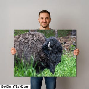 May include: A rectangular wall art print measuring 30 by 40 inches featuring a high-resolution photograph of a dark brown American bison standing in a grassy field. The bison has thick, shaggy fur, a visible horn, and is captured in profile.