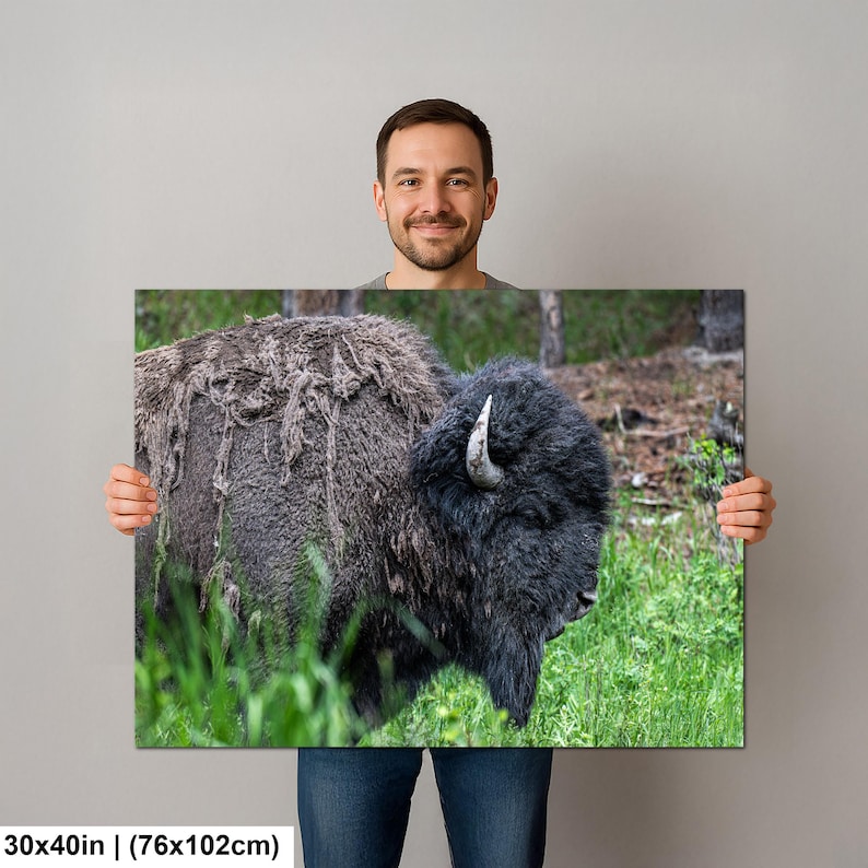 May include: A rectangular wall art print measuring 30 by 40 inches featuring a high-resolution photograph of a dark brown American bison standing in a grassy field. The bison has thick, shaggy fur, a visible horn, and is captured in profile.