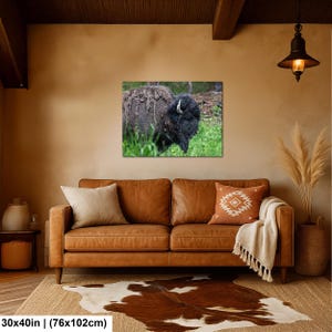 May include: A rectangular wall art print featuring a side profile of a dark brown bison standing in green grass. The bison has thick, shaggy fur and a visible horn. The print is displayed on a wall above a leather sofa, measuring 30 by 40 inches.