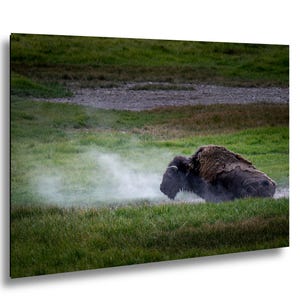 Bison Dust Bath Yellowstone Lamar Valley Fine Art bild 1