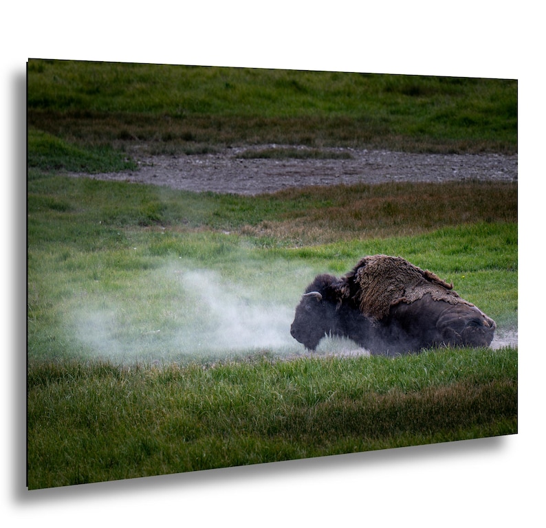 Bison Dust Bath Yellowstone Lamar Valley Fine Art bild 1