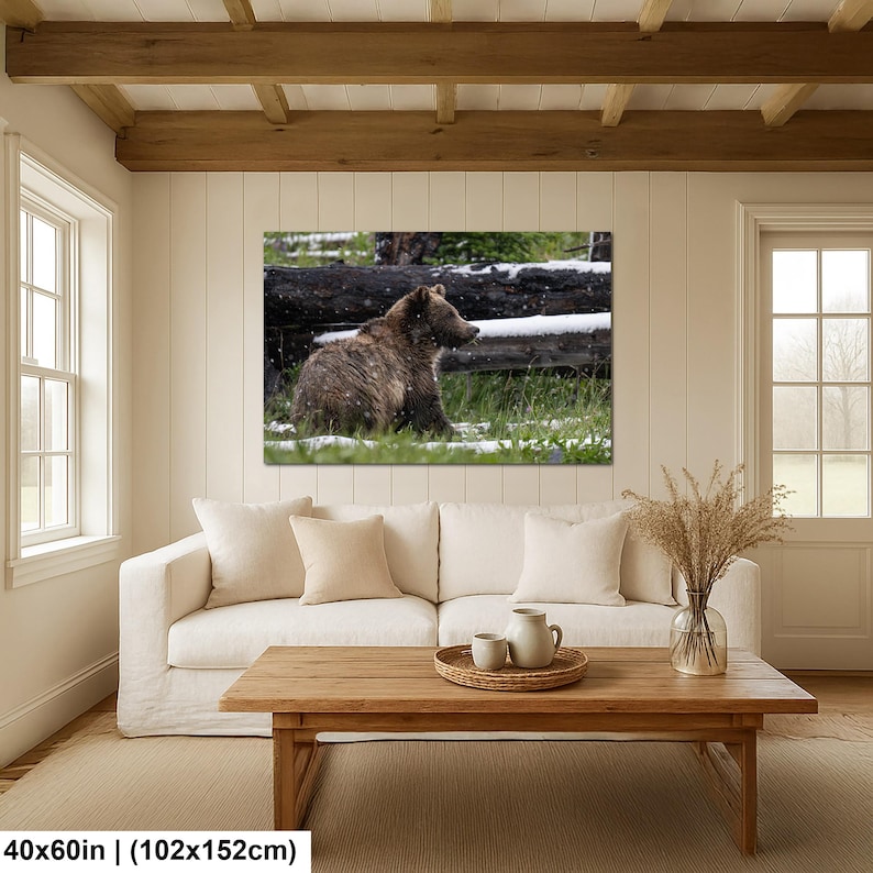 Yellowstone grizzlybjörnsprofil i sommarsnö fotografitryck 40x60 inches
