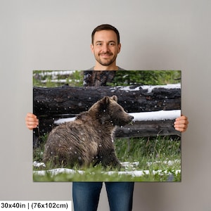 Yellowstone grizzlybjörnsprofil i sommarsnö fotografitryck bild 12
