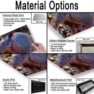 May include: A product display showing material options for an armadillo photograph. Options include a premium photo print, gallery wrapped canvas with 1.5 inch thickness, 1/8 inch clear acrylic print, and a 3/64 inch thick aluminum metal print.