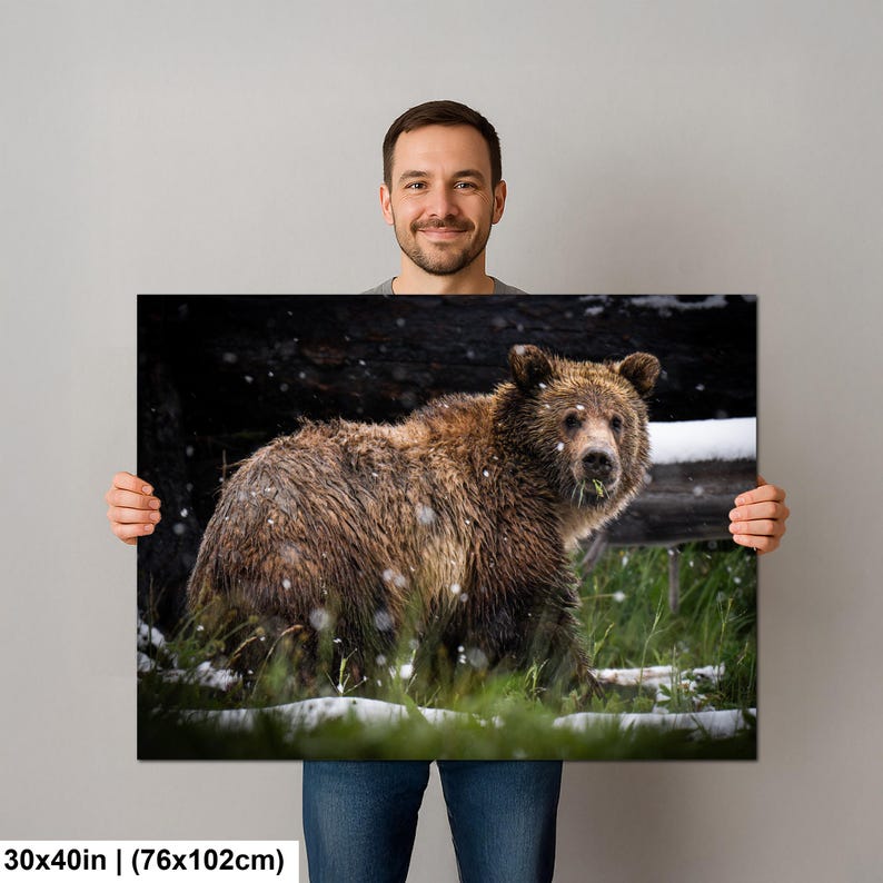 May include: A rectangular wall art print measuring 76 by 102 cm featuring a brown grizzly bear standing in a grassy field during a light snowfall. The bear has thick, textured fur and is looking toward the viewer. The background shows dark trees and patches of snow on the ground.