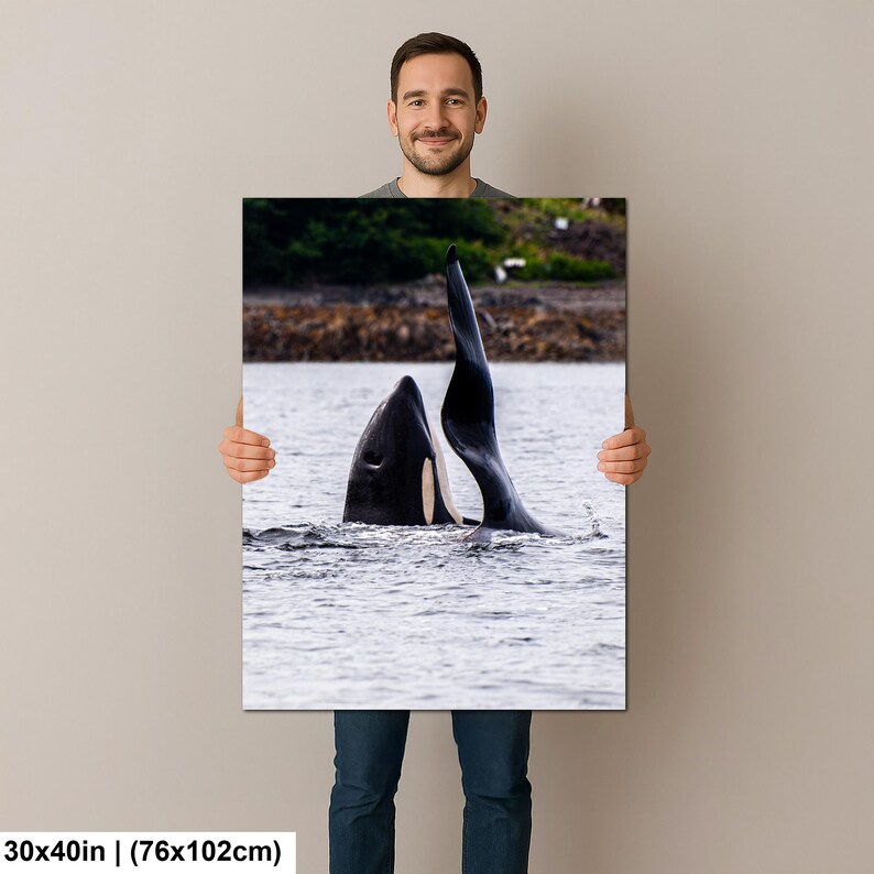 May include: A rectangular wall art print measuring 30 by 40 inches featuring a high-resolution photograph of an orca whale surfacing in water. The black and white orca is shown with its dorsal fin and head visible above the rippling water surface.