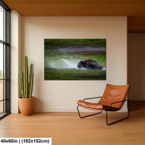 Bison Dust Bath Yellowstone Lamar Valley Fine Art 40x60 inches