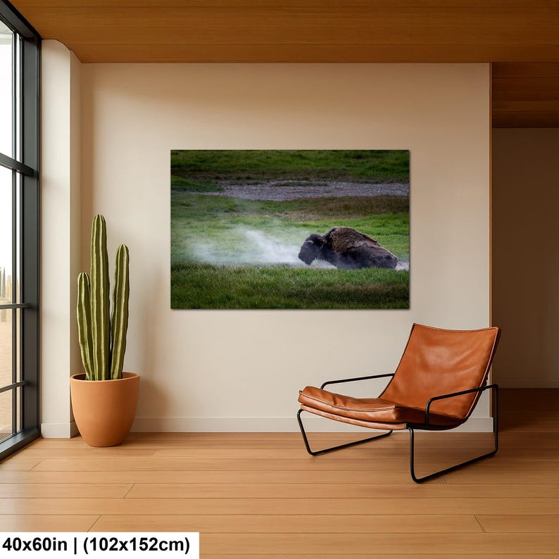 Bison Dust Bath Yellowstone Lamar Valley Fine Art 40x60 inches