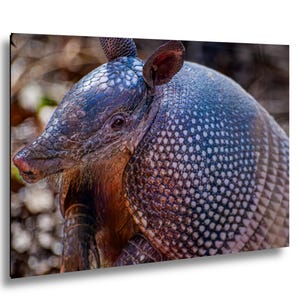 A side profile of an armadillo showing its textured, armored shell with a pattern of small, overlapping scales in shades of gray, blue, and brown. The animal has a pointed snout, small dark eyes, and upright ears with visible fur. Photograph print