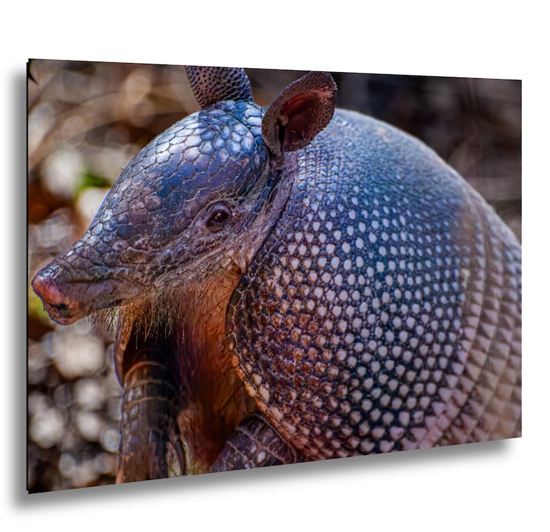 A side profile of an armadillo showing its textured, armored shell with a pattern of small, overlapping scales in shades of gray, blue, and brown. The animal has a pointed snout, small dark eyes, and upright ears with visible fur. Photograph print