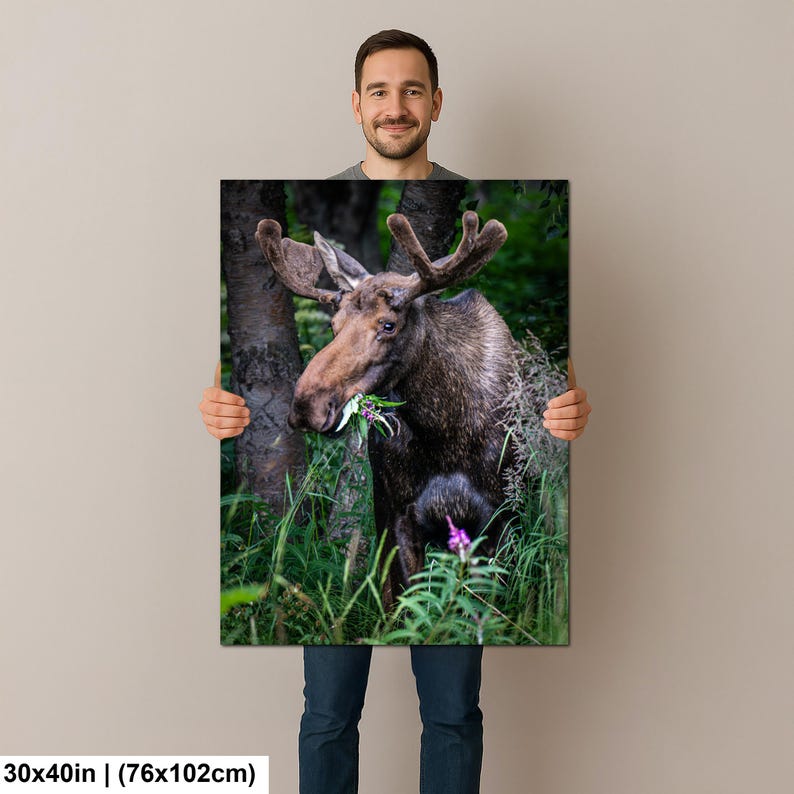 May include: A rectangular wall art print measuring 30 by 40 inches featuring a high-resolution photograph of a brown moose with large antlers standing in a lush green forest. The moose is captured in profile, eating green foliage and purple flowers.