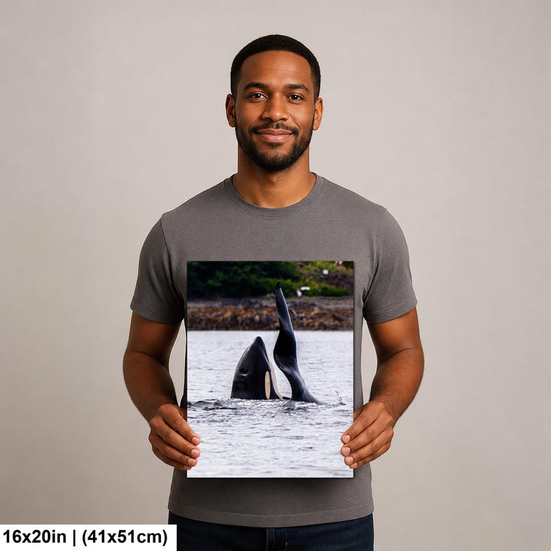 May include: A rectangular wall art print measuring 16 by 20 inches featuring a high-resolution photograph of an orca whale surfacing in calm water. The image captures the black and white dorsal fin and head of the whale against a shoreline.
