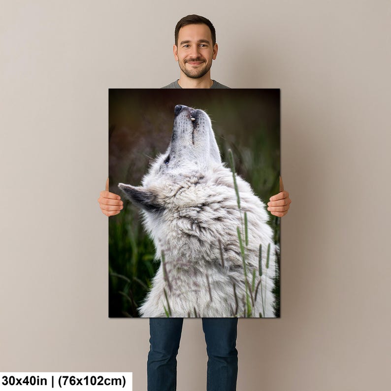 Pu&ograve; includere: Una stampa artistica da parete rettangolare di 76 per 102 cm che presenta una fotografia ad alta risoluzione di un lupo bianco dal folto pelo che guarda verso il cielo. Il lupo &egrave; posizionato tra erba verde e steli alti in un ambiente naturale.