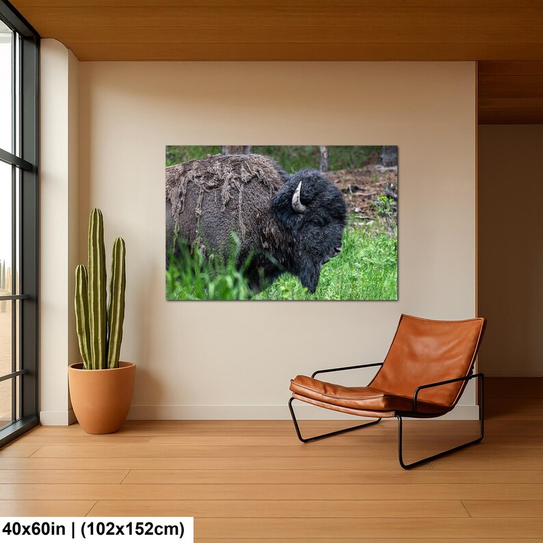 May include: A rectangular wall art print featuring a side profile of a dark brown bison with shaggy fur and curved horns standing in green grass. The print measures 40 by 60 inches and is displayed on a plain wall above a leather lounge chair.