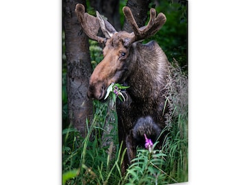 May include: A large brown moose with prominent antlers stands among dark tree trunks and green foliage. The moose is captured in profile, facing left, with green leaves and a small purple flower held firmly in its mouth while grazing.