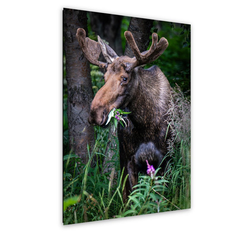 A large brown bull moose with prominent velvet covered antlers stands among dark tree trunks and green foliage. The moose is captured in profile, facing left, with green leaves and a small purple flower held firmly in its mouth while grazing. Photography print shot in Anchorage Alaska.