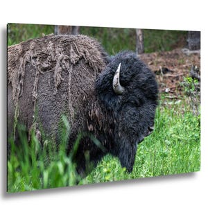 May include: A large American bison standing in a grassy field. The animal has thick, dark brown fur with patches of shedding, lighter-colored hair on its back, and a prominent curved horn visible on the side of its head, facing toward the right.