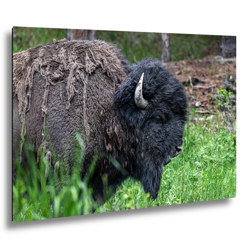 May include: A large American bison standing in a grassy field. The animal has thick, dark brown fur with patches of shedding, lighter-colored hair on its back, and a prominent curved horn visible on the side of its head, facing toward the right.