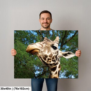 K&ouml;nnte beinhalten: Ein rechteckiger Wandkunstdruck mit den Ma&szlig;en 76 mal 102 cm, der eine Nahaufnahme eines Giraffenkopfes zeigt. Die Giraffe hat ein braun-cremefarbenes Fellmuster, dunkle Augen und kleine Ossikone vor einem Hintergrund aus gr&uuml;nem Blattwerk.