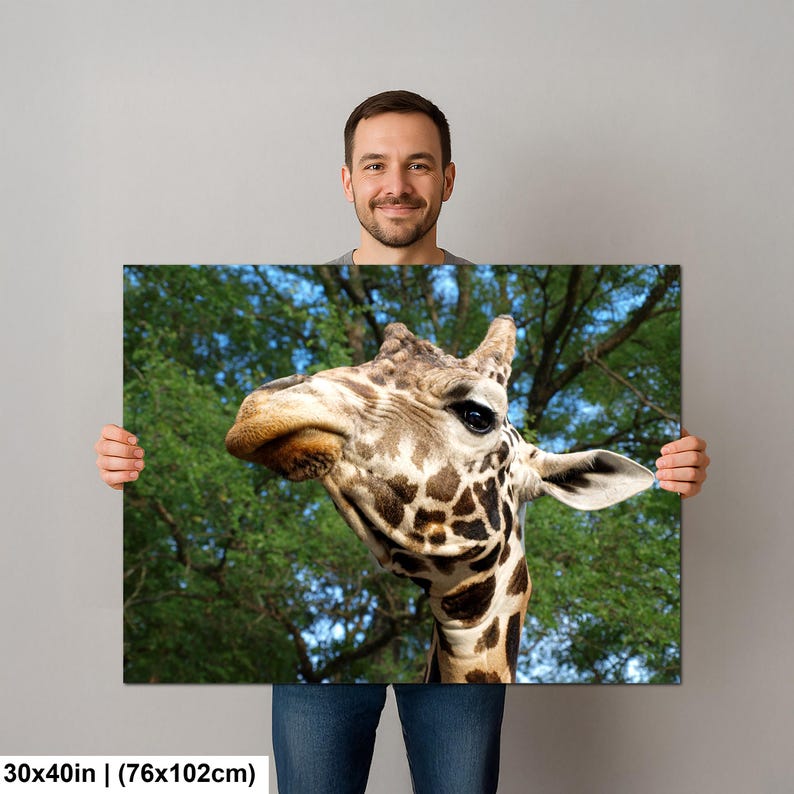 K&ouml;nnte beinhalten: Ein rechteckiger Wandkunstdruck mit den Ma&szlig;en 76 mal 102 cm, der eine Nahaufnahme eines Giraffenkopfes zeigt. Die Giraffe hat ein braun-cremefarbenes Fellmuster, dunkle Augen und kleine Ossikone vor einem Hintergrund aus gr&uuml;nem Blattwerk.