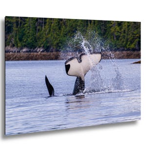Späckhuggare Fluke i Ketchikan Alaska, dramatiskt späckhuggarfotografitryck