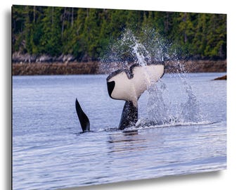 May include: A black and white orca whale tail emerges from the blue water, creating a large splash. The tail is primarily white with black edges and a black base, while a smaller black dorsal fin is visible nearby in the calm ocean surface.