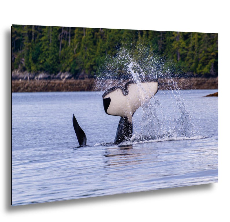 May include: A black and white orca whale tail emerges from the blue water, creating a large splash. The tail is primarily white with black edges and a black base, while a smaller black dorsal fin is visible nearby in the calm ocean surface.