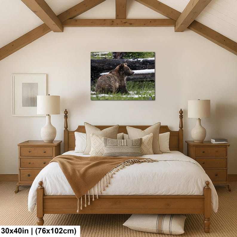 Yellowstone grizzlybjörnsprofil i sommarsnö fotografitryck 30x40 inches