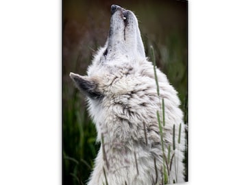 May include: A white wolf with thick fur is captured in profile, looking upward with its snout pointed toward the sky. The wolf has visible teeth and is positioned among tall, thin green grasses that partially obscure its lower neck and chest area.