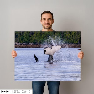 May include: A rectangular wall art print measuring 30 by 40 inches featuring a black and white orca whale tail breaching the water surface, creating a large splash. The background shows a calm blue sea with a dense green forest shoreline.