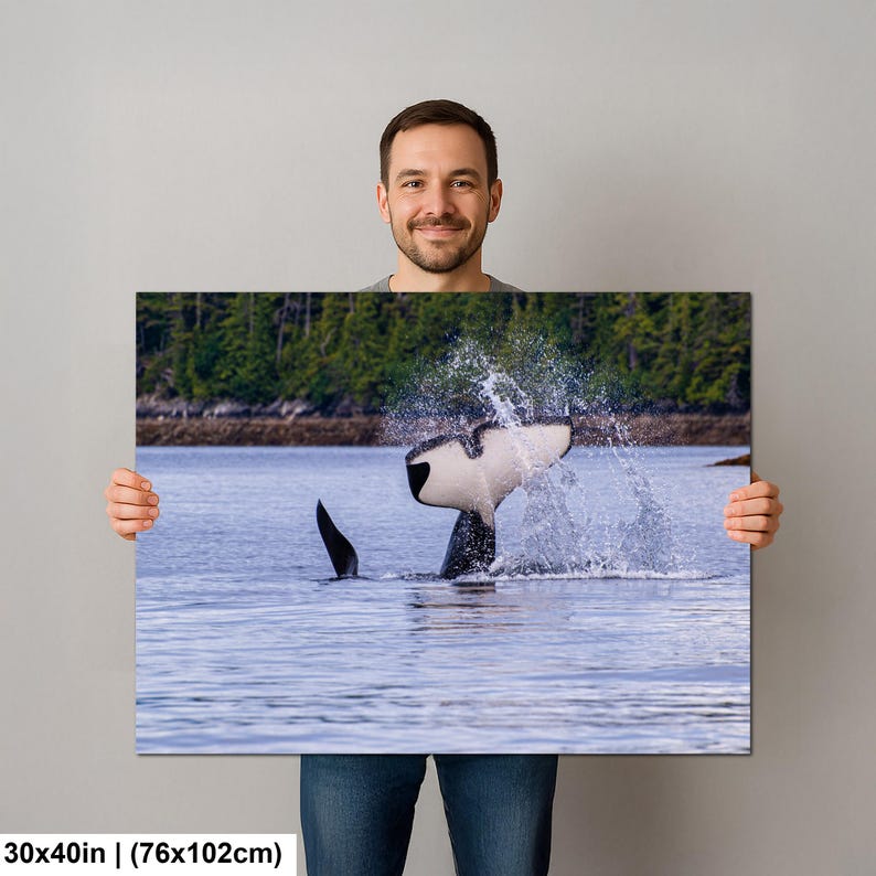 May include: A rectangular wall art print measuring 30 by 40 inches featuring a black and white orca whale tail breaching the water surface, creating a large splash. The background shows a calm blue sea with a dense green forest shoreline.