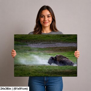 Bison Dust Bath Yellowstone Lamar Valley Fine Art bild 9