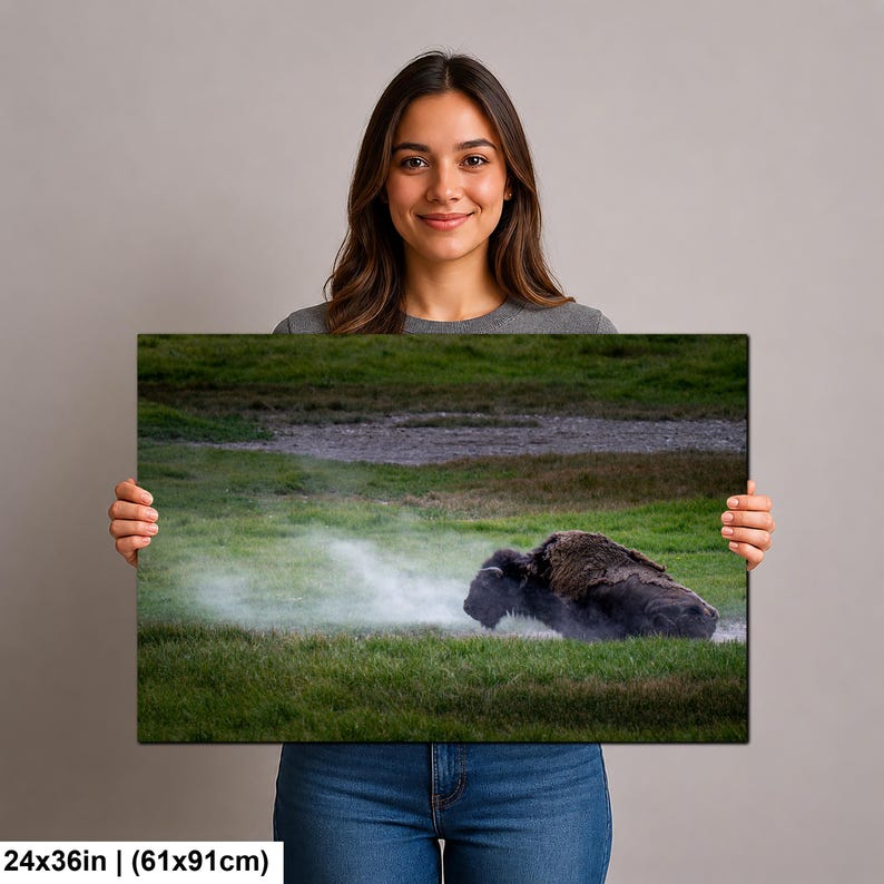 Bison Dust Bath Yellowstone Lamar Valley Fine Art bild 9