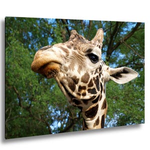 Närbild av nyfiken giraff | Lekfull safaridjursfotografering och väggkonst med vilda djur