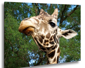 Può includere: Un ritratto in primo piano della testa di una giraffa con un distinto motivo reticolato marrone e crema sul pelo, occhi scuri e piccoli ossiconi sulla parte superiore della testa, su uno sfondo di rami verdi e cielo azzurro.