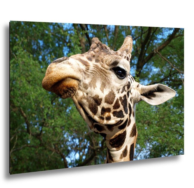 K&ouml;nnte beinhalten: Ein Nahportr&auml;t eines Giraffenkopfes mit einem ausgepr&auml;gten braun-cremefarbenen Netzmuster auf dem Fell, dunklen Augen und kleinen Ossiconen auf dem Kopf, vor dem Hintergrund gr&uuml;ner Baumzweige und eines hellblauen Himmels.