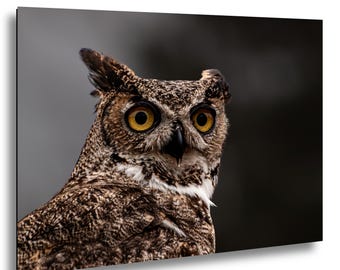 May include: A great horned owl with mottled brown, black, and white feathers, prominent ear tufts, and large, piercing yellow eyes. The owl is captured in a side profile view, showcasing its sharp, dark beak and detailed plumage texture.