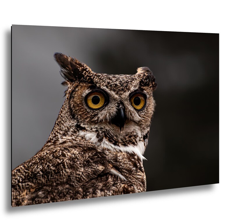 May include: A great horned owl with mottled brown, black, and white feathers, prominent ear tufts, and large, piercing yellow eyes. The owl is captured in a side profile view, showcasing its sharp, dark beak and detailed plumage texture.