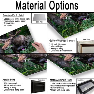 May include: A product display titled Material Options showing four print types featuring a moose in grass: a premium photo print, a gallery wrapped canvas with 1.5 inch thickness, an acrylic print with 1/8 inch clear acrylic, and a metal print with 3/64 inch aluminum backing.