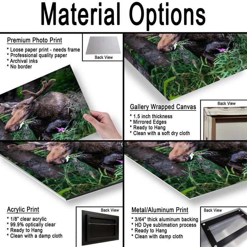May include: A product display titled Material Options showing four print types featuring a moose in grass: a premium photo print, a gallery wrapped canvas with 1.5 inch thickness, an acrylic print with 1/8 inch clear acrylic, and a metal print with 3/64 inch aluminum backing.