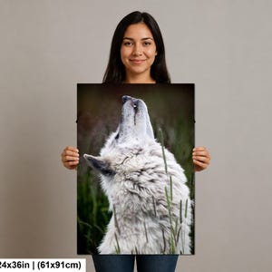 Pu&ograve; includere: Una stampa artistica da parete rettangolare che misura 61 per 91 cm, raffigurante una fotografia ad alta risoluzione di un lupo bianco con la testa rivolta verso l'alto, su uno sfondo naturale sfocato di fogliame scuro ed erba alta.