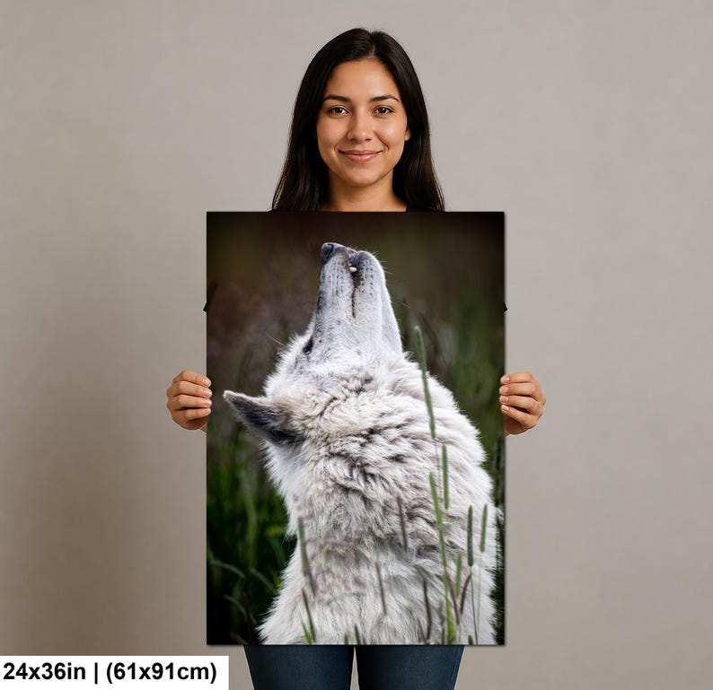 Pu&ograve; includere: Una stampa artistica da parete rettangolare che misura 61 per 91 cm, raffigurante una fotografia ad alta risoluzione di un lupo bianco con la testa rivolta verso l'alto, su uno sfondo naturale sfocato di fogliame scuro ed erba alta.