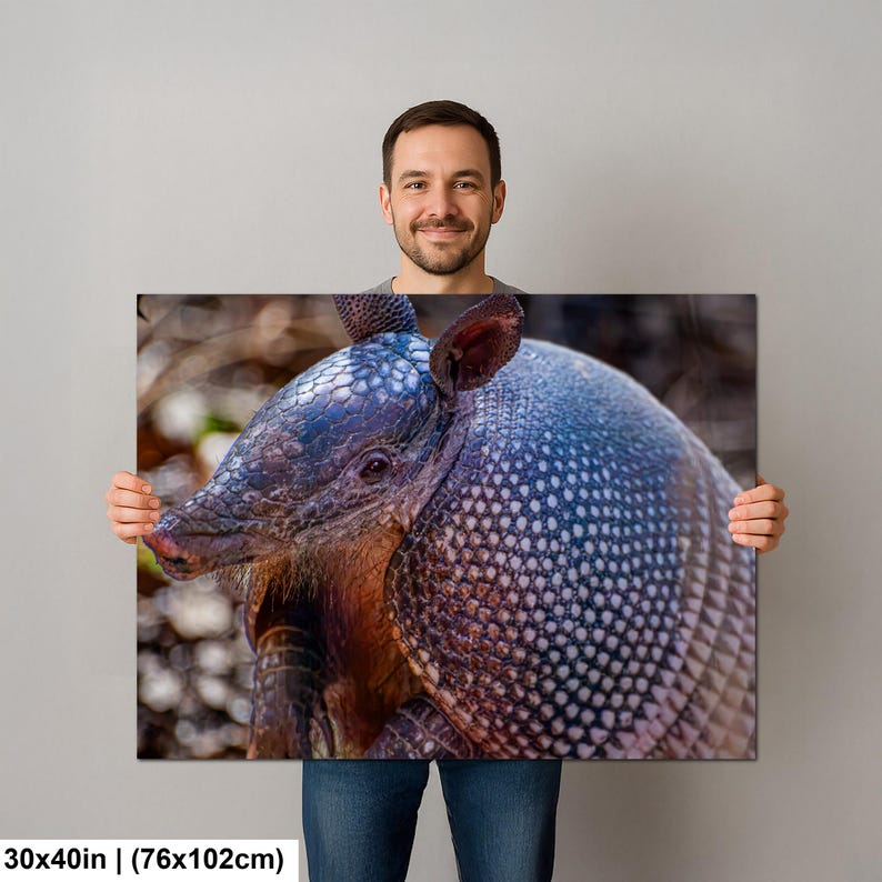 May include: A rectangular wall art print measuring 30 by 40 inches, featuring a detailed close-up photograph of an armadillo. The animal displays a textured, armored shell with blue-grey scales and a pointed snout, captured in sharp focus.