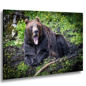May include: A large brown bear with thick, dark fur is resting on a patch of dark soil and green grass. The bear has its mouth wide open in a yawn, revealing its teeth and tongue. Small yellow flowers are scattered throughout the surrounding area.