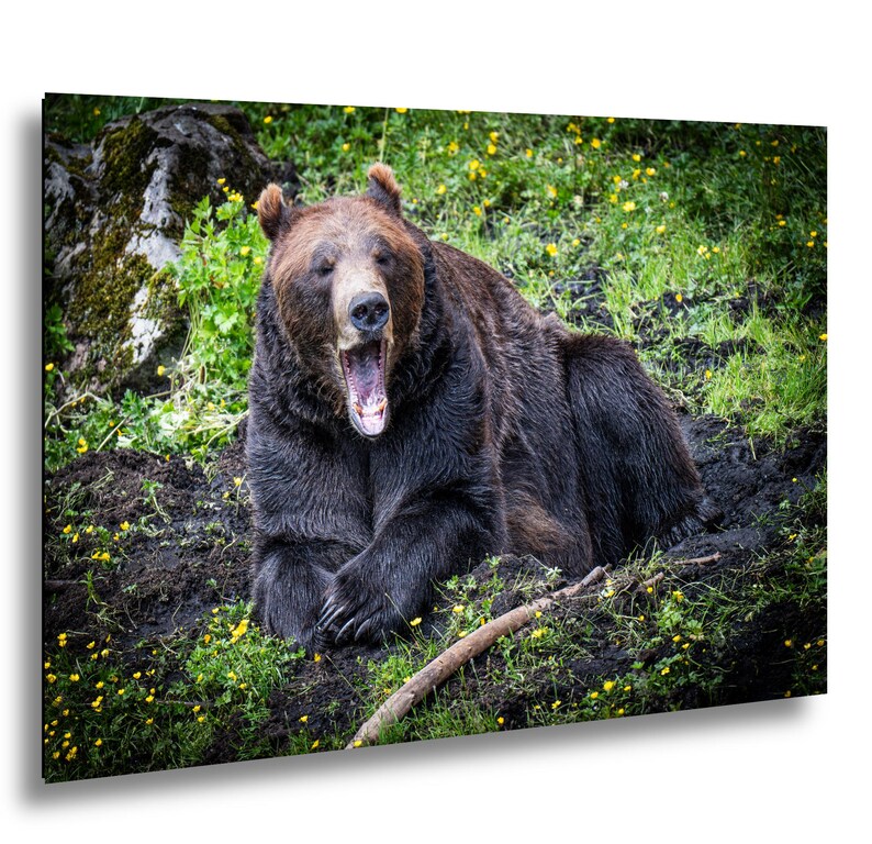 May include: A large brown bear with thick, dark fur is resting on a patch of dark soil and green grass. The bear has its mouth wide open in a yawn, revealing its teeth and tongue. Small yellow flowers are scattered throughout the surrounding area.