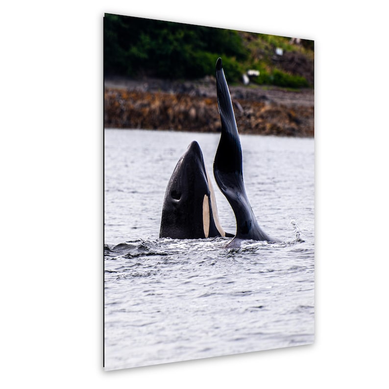 May include: A black and white orca whale surfacing in the water, showing its dorsal fin and a portion of its head. The orca has a distinct white patch near its eye and a smooth, dark skin texture, captured while swimming in a natural marine environment.