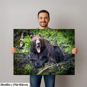 May include: A rectangular wall art print measuring 30 by 40 inches featuring a brown bear resting in a grassy field with yellow wildflowers. The bear is captured in a seated position with its mouth wide open, displaying its teeth and tongue.